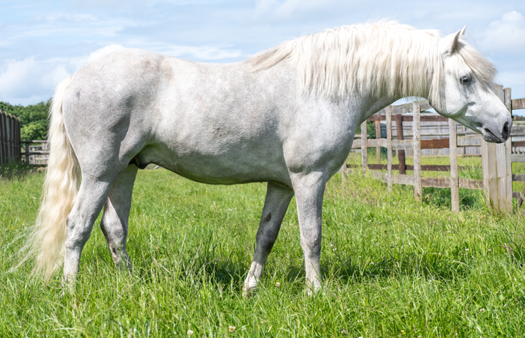 Isleofanglesey Wood Sorrel Stallion